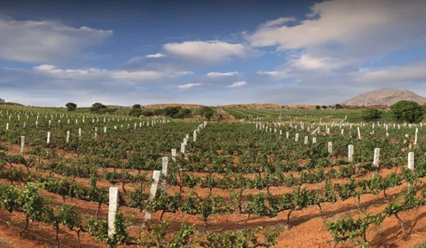 Grover Zampa Vineyards